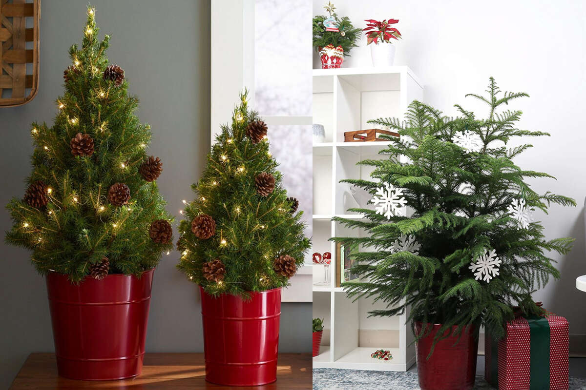 Những chậu cây nhỏ giúp không gian Noel sống động hơn