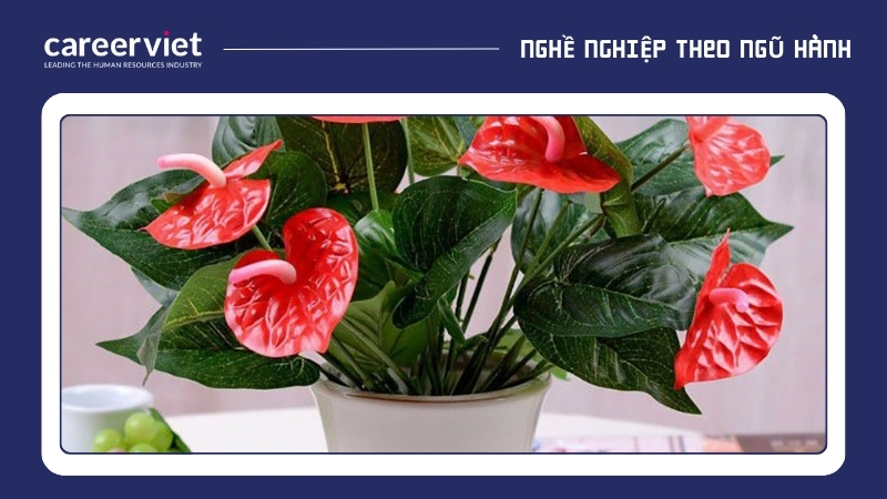 Hoa tiểu hồng môn