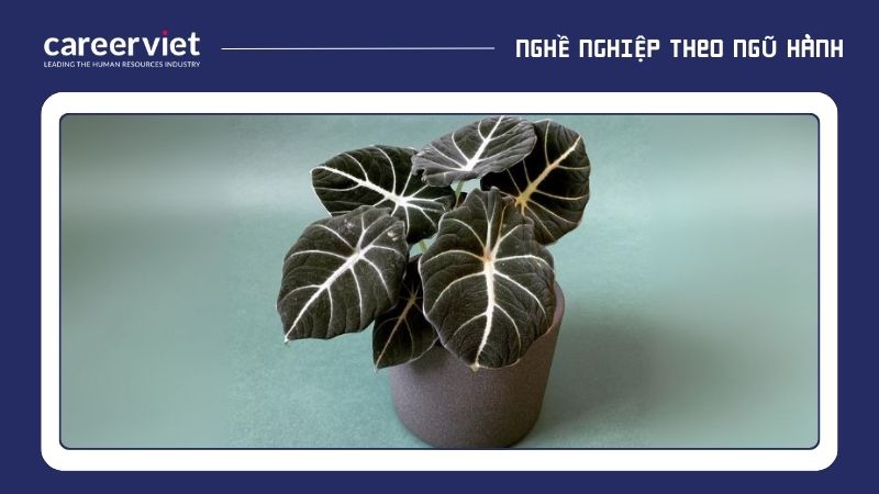 Người mệnh Thổ cần lưu ý tránh cây có lá màu xanh dương, đen vì theo ngũ hành, Thổ khắc Thủy, và những màu này thuộc hành Thủy.