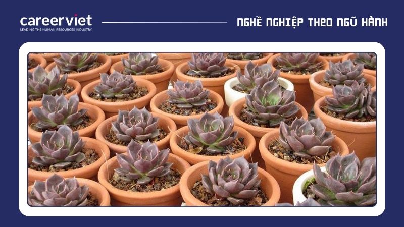 Sen đá nâu mang lại lợi ích phong thủy cho người mệnh Thổ bằng cách tăng cường sự ổn định, vững chắc và thu hút tài lộc, may mắn nhờ màu nâu đặc trưng của hành Thổ.