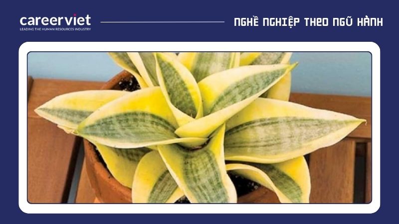 Cây lưỡi hổ vàng có màu vàng và xanh lá cây, là những màu tương sinh với mệnh Thổ, giúp mang lại may mắn, tài lộc, sức khỏe và xua đuổi tà khí.