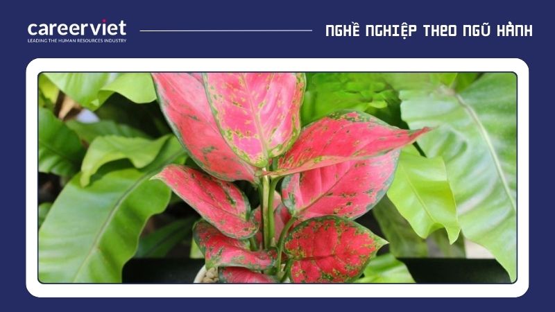 Cây Vạn Lộc đỏ rất phù hợp với người mệnh Thổ vì màu đỏ của cây tương hợp với hành Thổ, mang lại tài lộc, may mắn và sự sung túc.