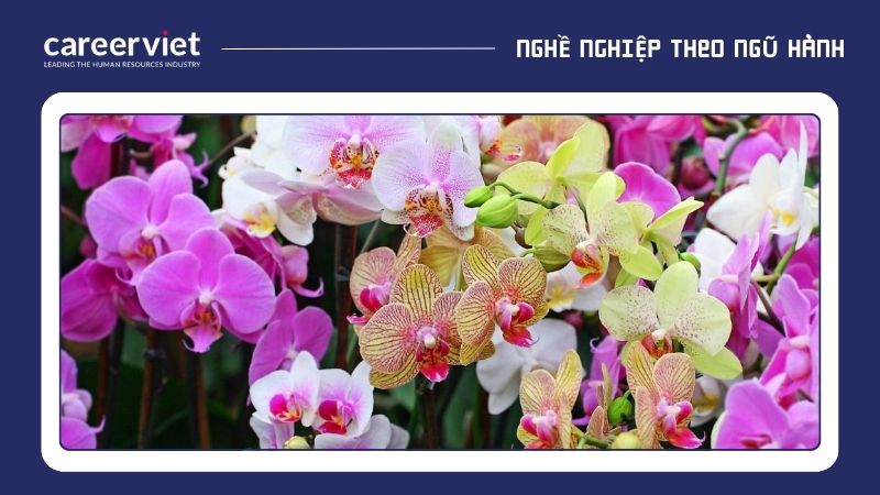 Hoa Lan Ý là một lựa chọn phù hợp vì màu trắng của nó thuộc hành Kim, tương sinh với mệnh Thủy, giúp mang lại may mắn, sự bình yên và tài lộc.