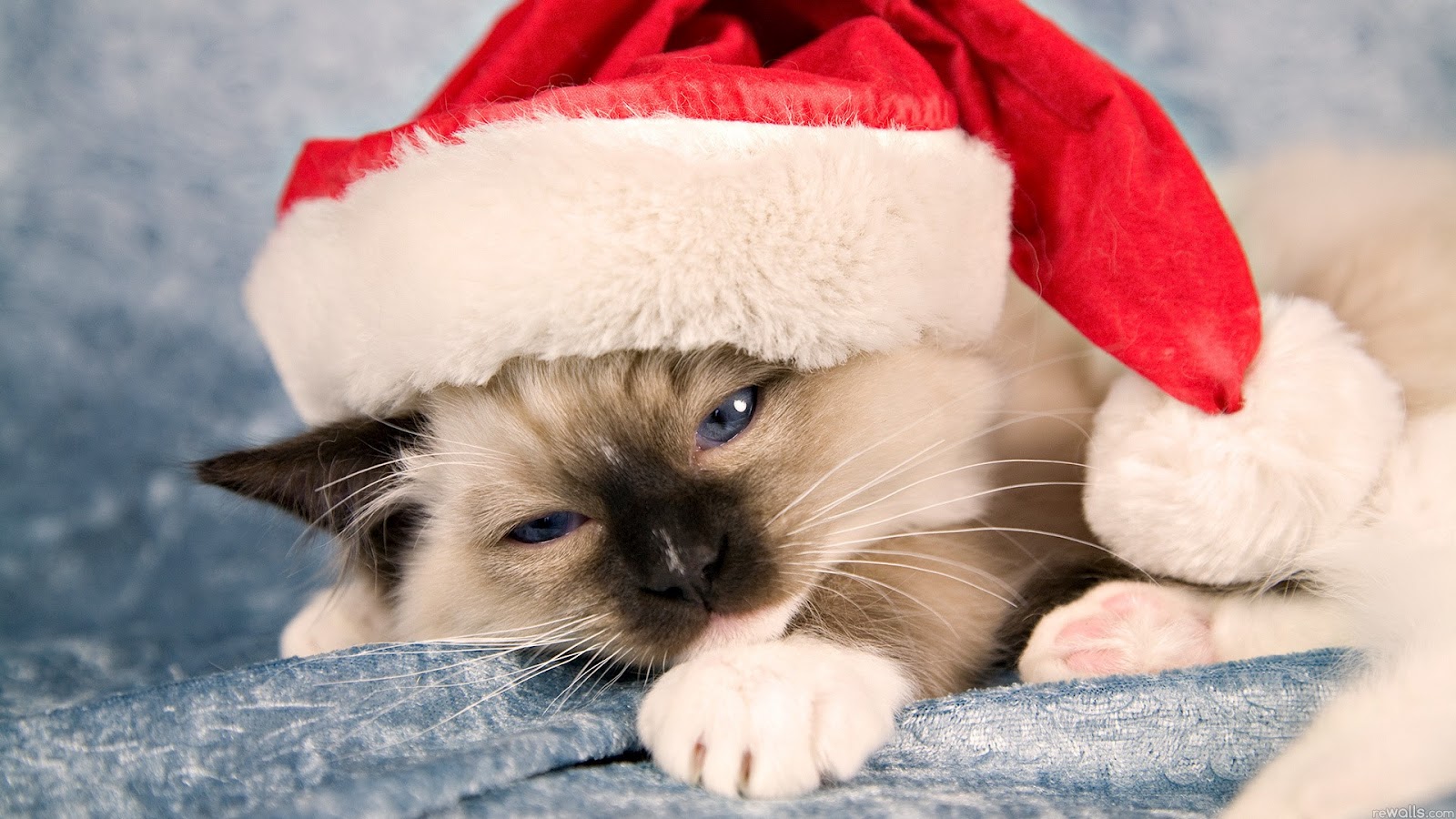 Mèo Béo Trong Trang Phục ông Già Noel Hình Nền Minh Họa đầy Màu Sắc | Công  cụ đồ họa JPG Tải xuống miễn phí - Pikbest