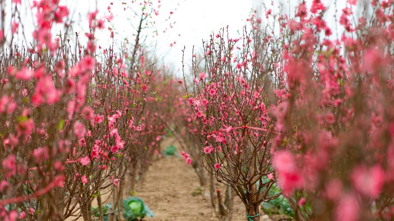 Hình ảnh hoa đào nở rộ chào đón năm mới