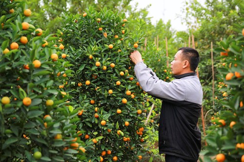 Muốn quất ra quả đúng dịp Tết cần phải có kỹ thuật điều khiển thời gian ra hoa kết quả