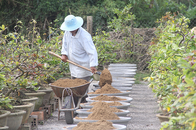 Tiến hành thay đất chậu cây mai