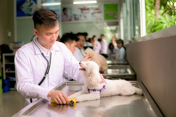 Ngành thú y là gì (Nguồn: Internet)