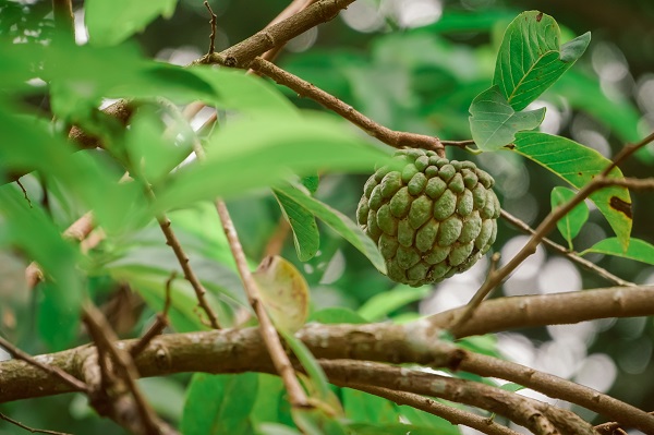 Trái cây yêu thích cho biết cá tính bạn