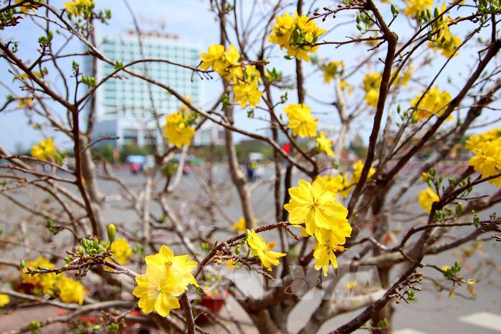 Cây mai ngày Tết