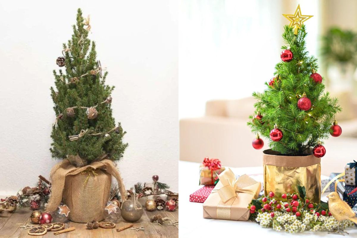 Cây thông Noel mini để bàn nhỏ nhắn, xinh xắn