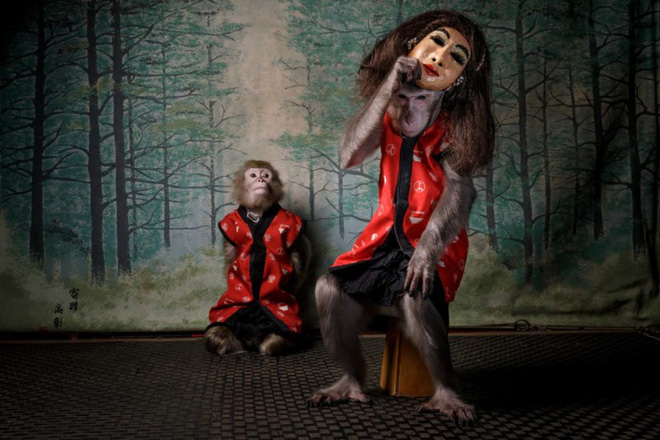 Ảnh Chú khỉ đeo mặt nạ người nhận giải Nhiếp ảnh gia thiên nhiên hoang dã của năm tại Châu Âu - Ảnh 1.
