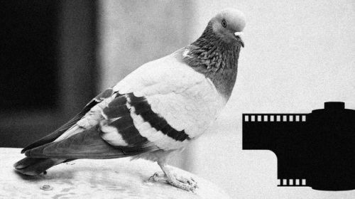 Nhà báo sáng tạo: Dùng bồ câu để đưa film ảnh về cho tòa soạn, nhằm kịp deadline bài viết