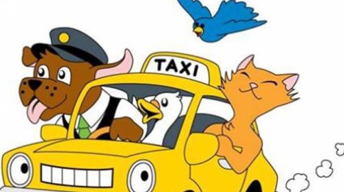 Brazil mở dịch vụ taxi dành riêng cho chó, mèo và nhiều con khác nữa