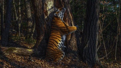 Bộ sưu tập ảnh thiên nhiên của năm: Hổ Sibera ôm cây, chú khỉ 'chill' và con kiến bám lấy bọ cánh cam
