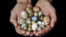 Các nhà nghiên cứu tìm ra công thức toán học chung để mô tả mọi quả trứng chim có trong tự nhiên